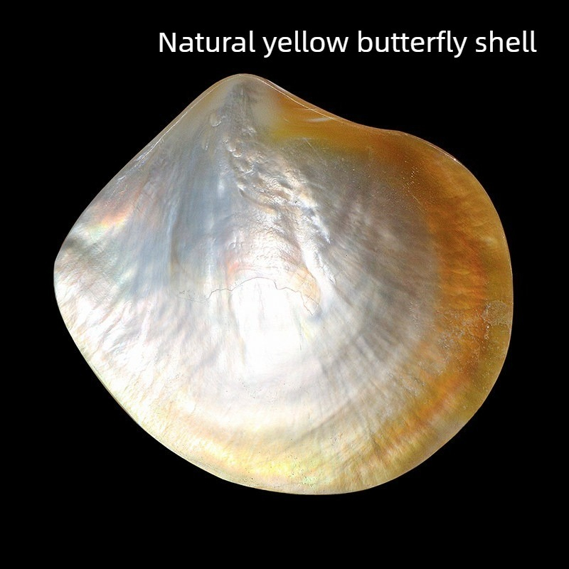 Aquarium Fish Yellow - Collection de coquillages Beibei papillon jaunes