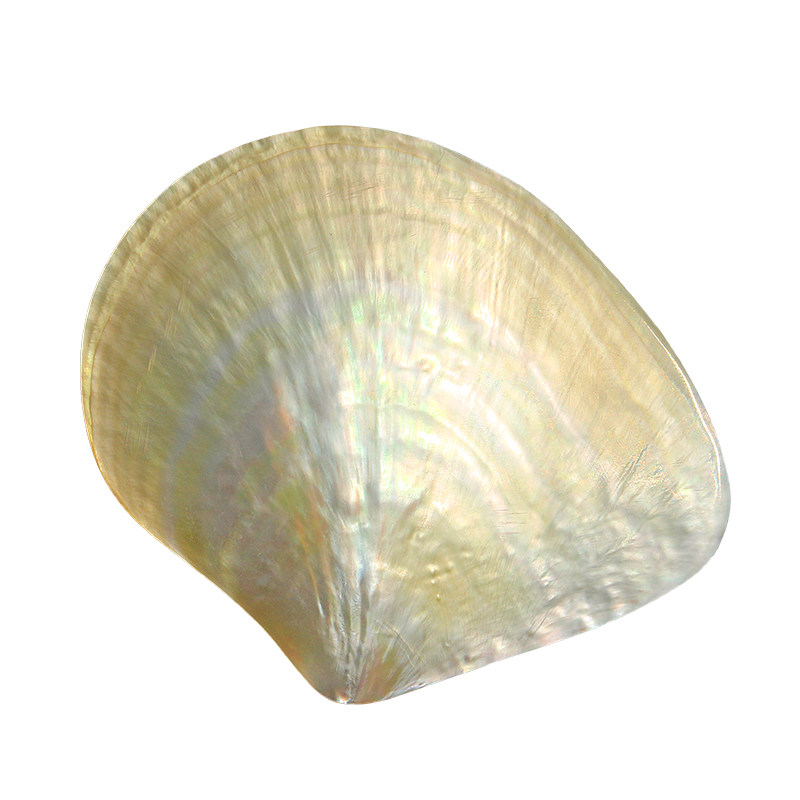 Collection de coquillages Beib - Aquarium Fish Yellow avis et prix