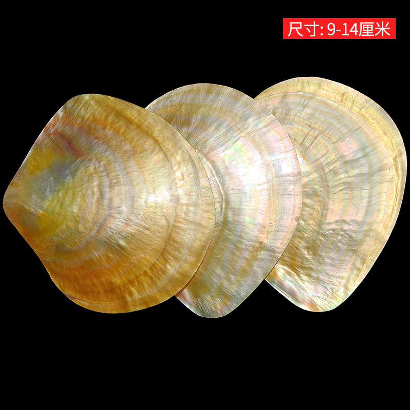 Collection de coquillages Beib - Aquarium Fish Yellow avis et prix